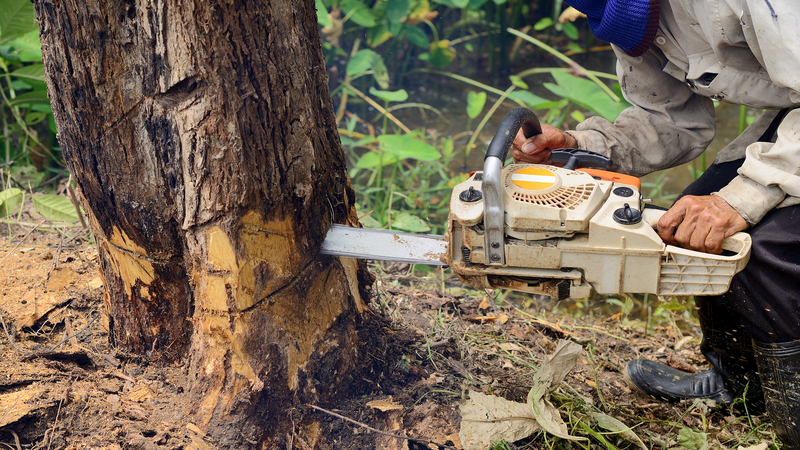 Why Tree Arborists in Rancho Cucamonga, CA, Are Essential for Stunning, Long-Lasting Tree Health and Beauty?