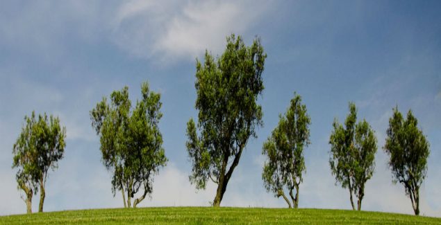 How Tree Services Can Boost Your Lawn’s Appeal