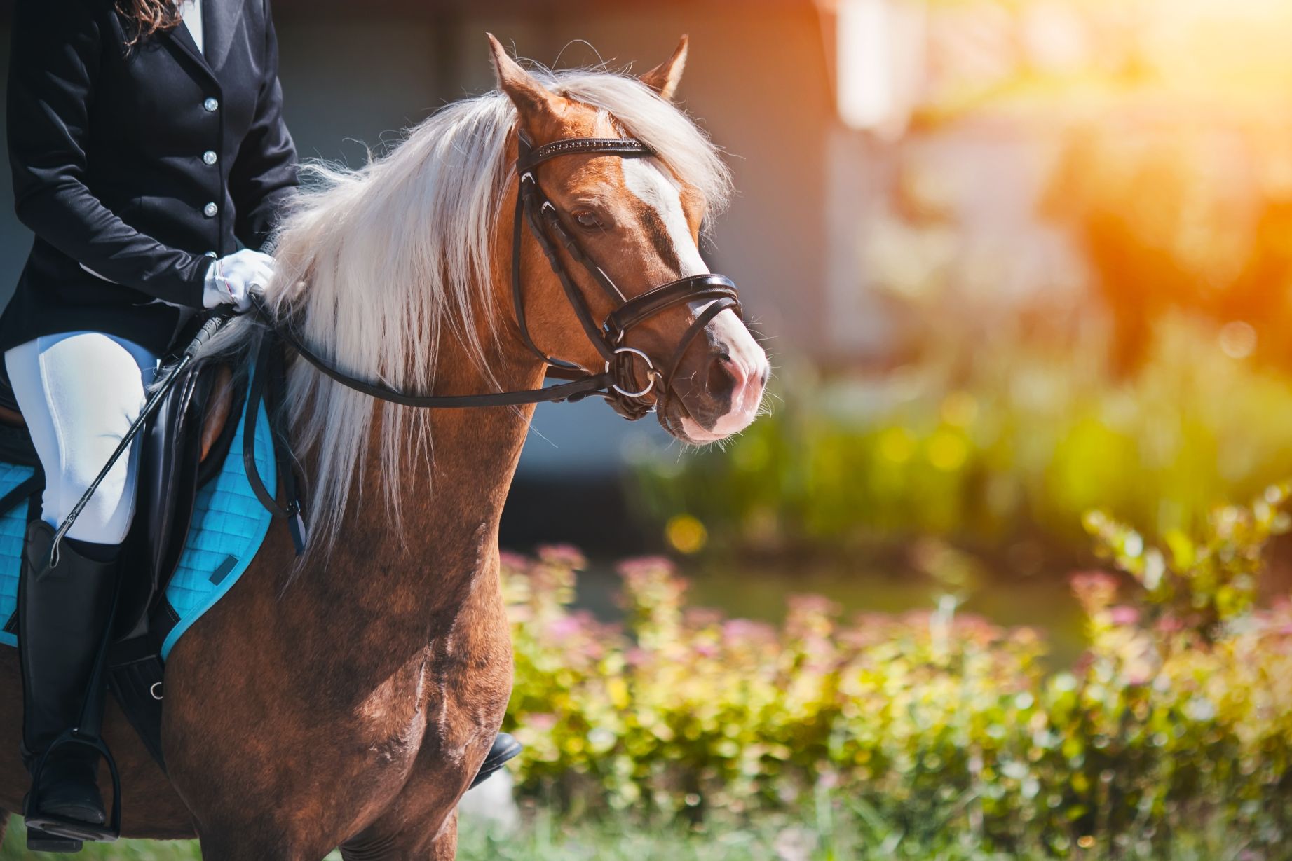 Mastering Event Horse Training: Nurturing the Ultimate Equestrian Partnership