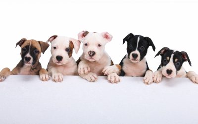 What To Consider When Choosing A Dog Day Care In UES Facility