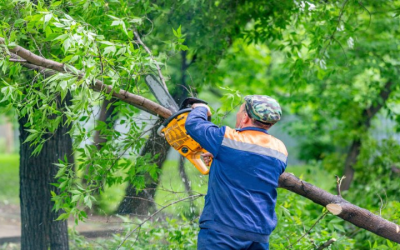 Top Tree Company Atlanta GA: Expert Care for Your Landscape